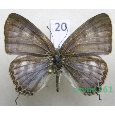 Hypothecla astyla (C. & R. Felder, 1862) Philippines20